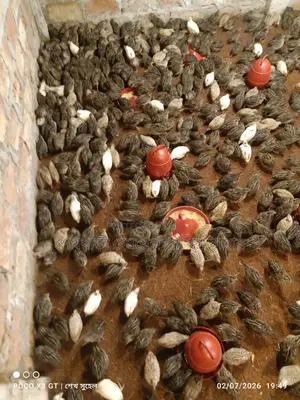 Female quail birds for eggs, fully medicated.