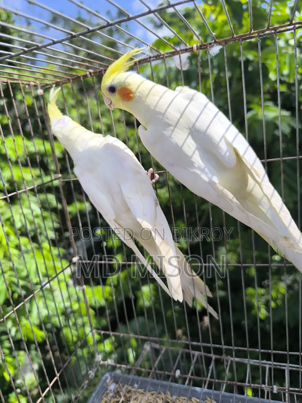 Lutino Red Eye Cockatiel Pair for Sale