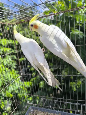 Lutino Red Eye Cockatiel Pair for Sale