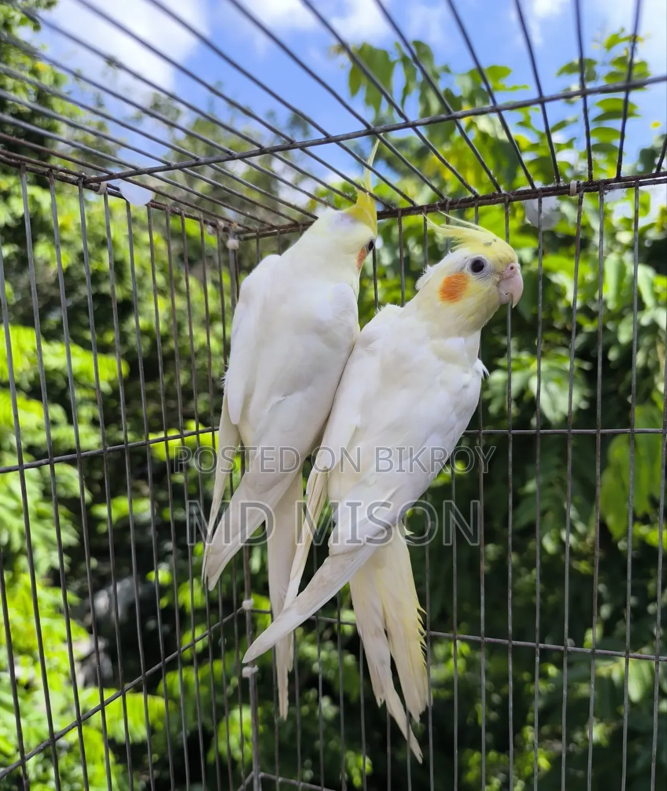 Lutino Red Eye Cockatiel Pair for Sale