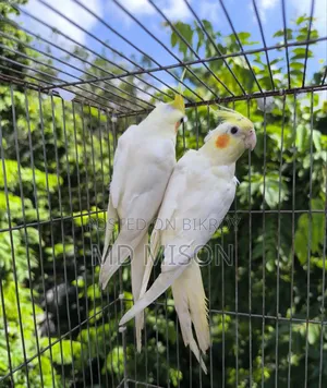 Lutino Red Eye Cockatiel Pair for Sale