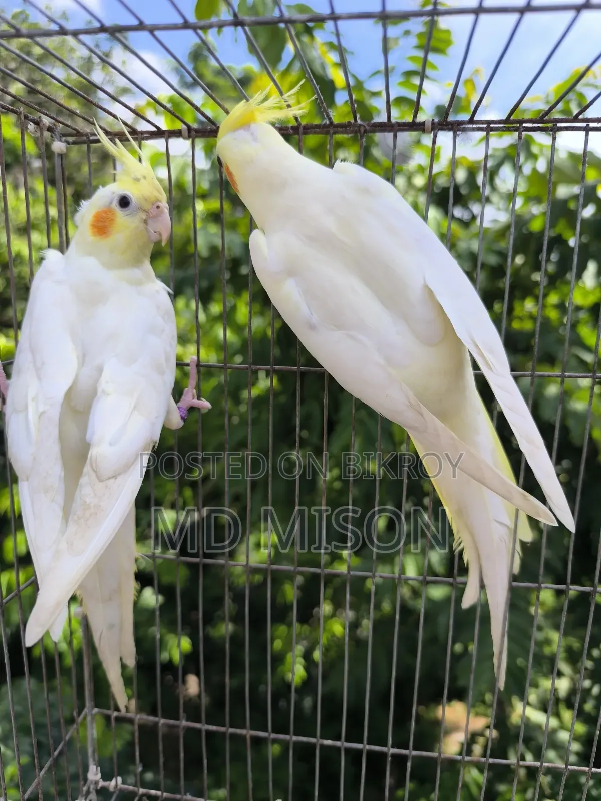 Lutino Red Eye Cockatiel Pair for Sale