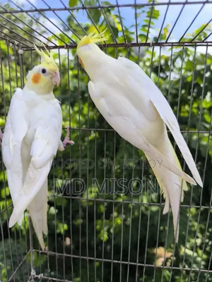 Lutino Red Eye Cockatiel Pair for Sale