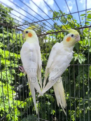Lutino Red Eye Cockatiel Pair for Sale