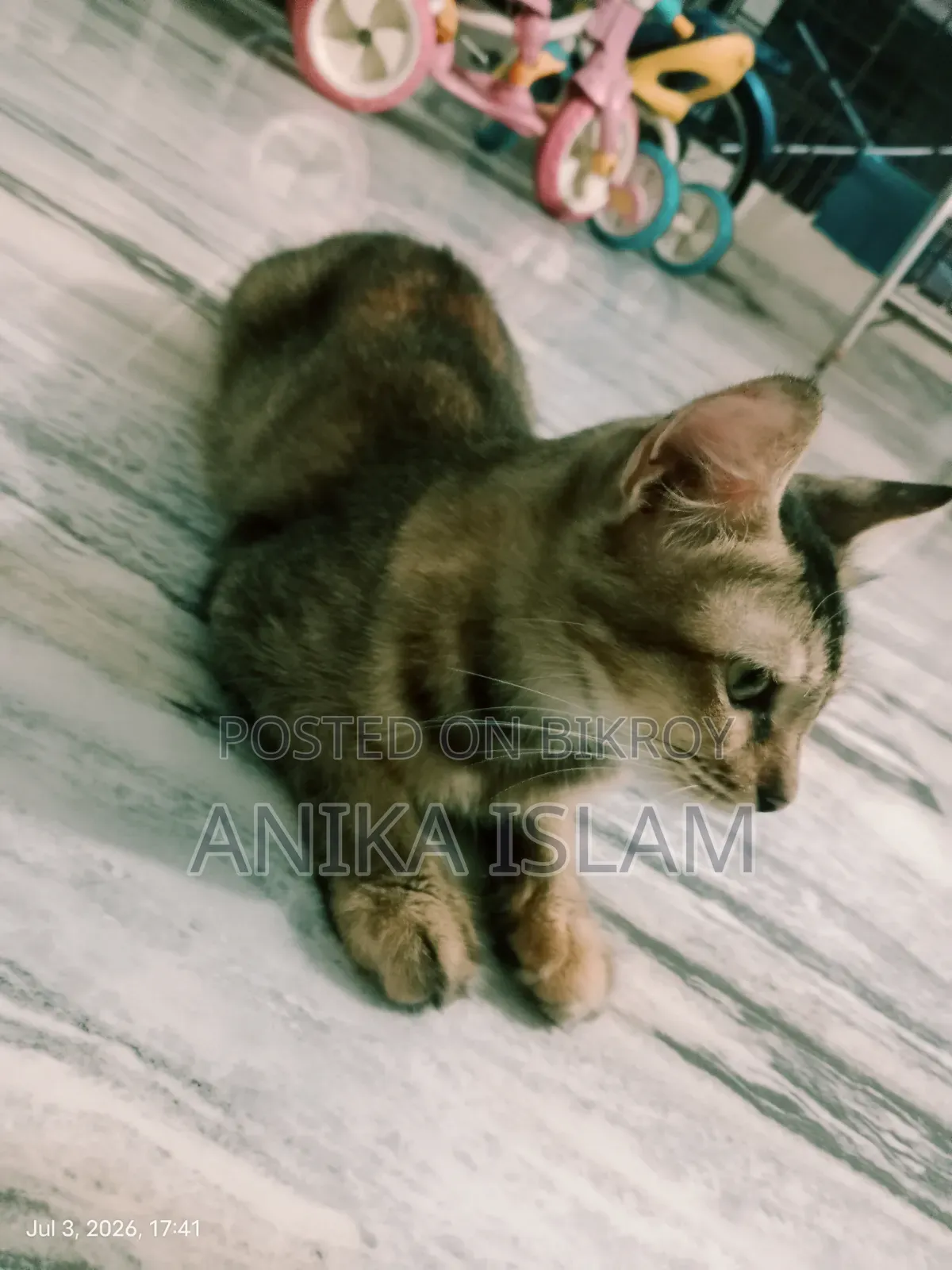 1+ Year Female Mixed Breed Bengal