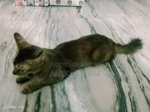 1+ Year Female Mixed Breed Bengal
