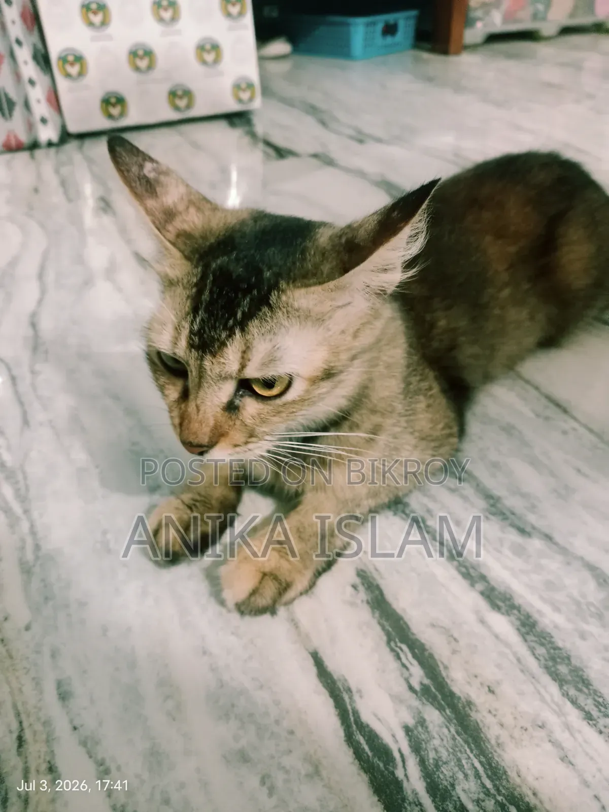 1+ Year Female Mixed Breed Bengal