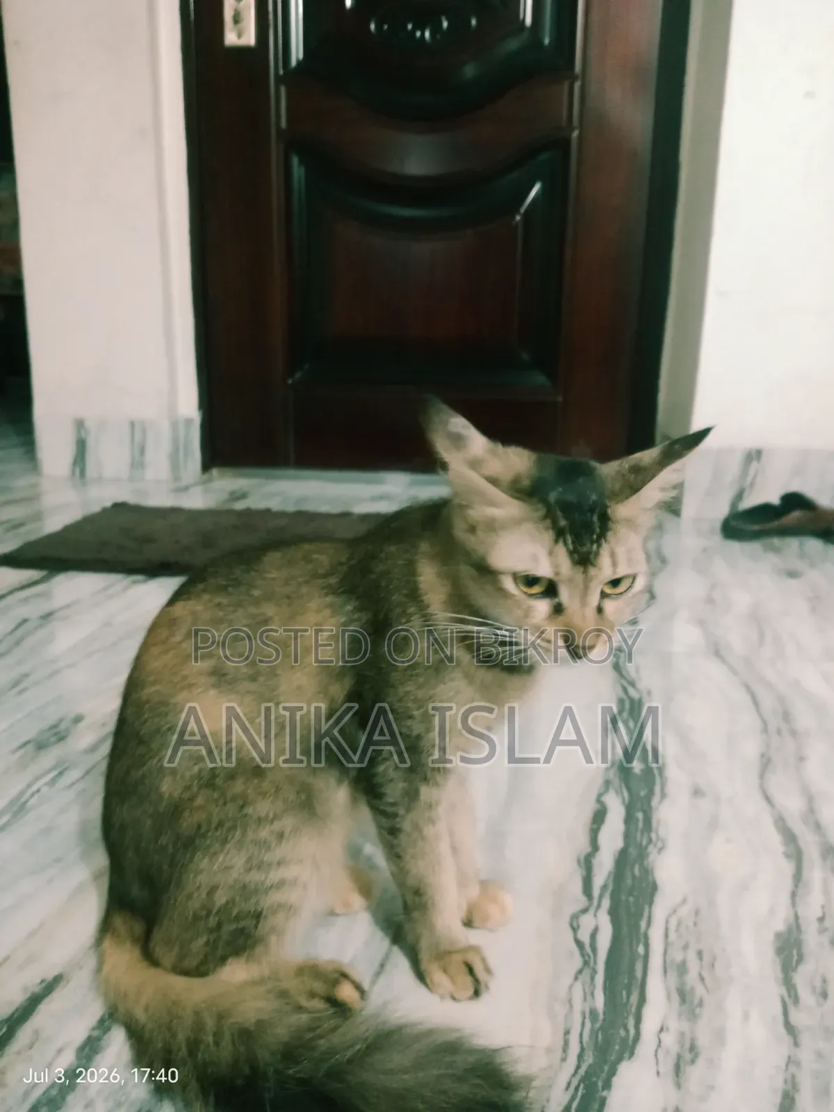 1+ Year Female Mixed Breed Bengal