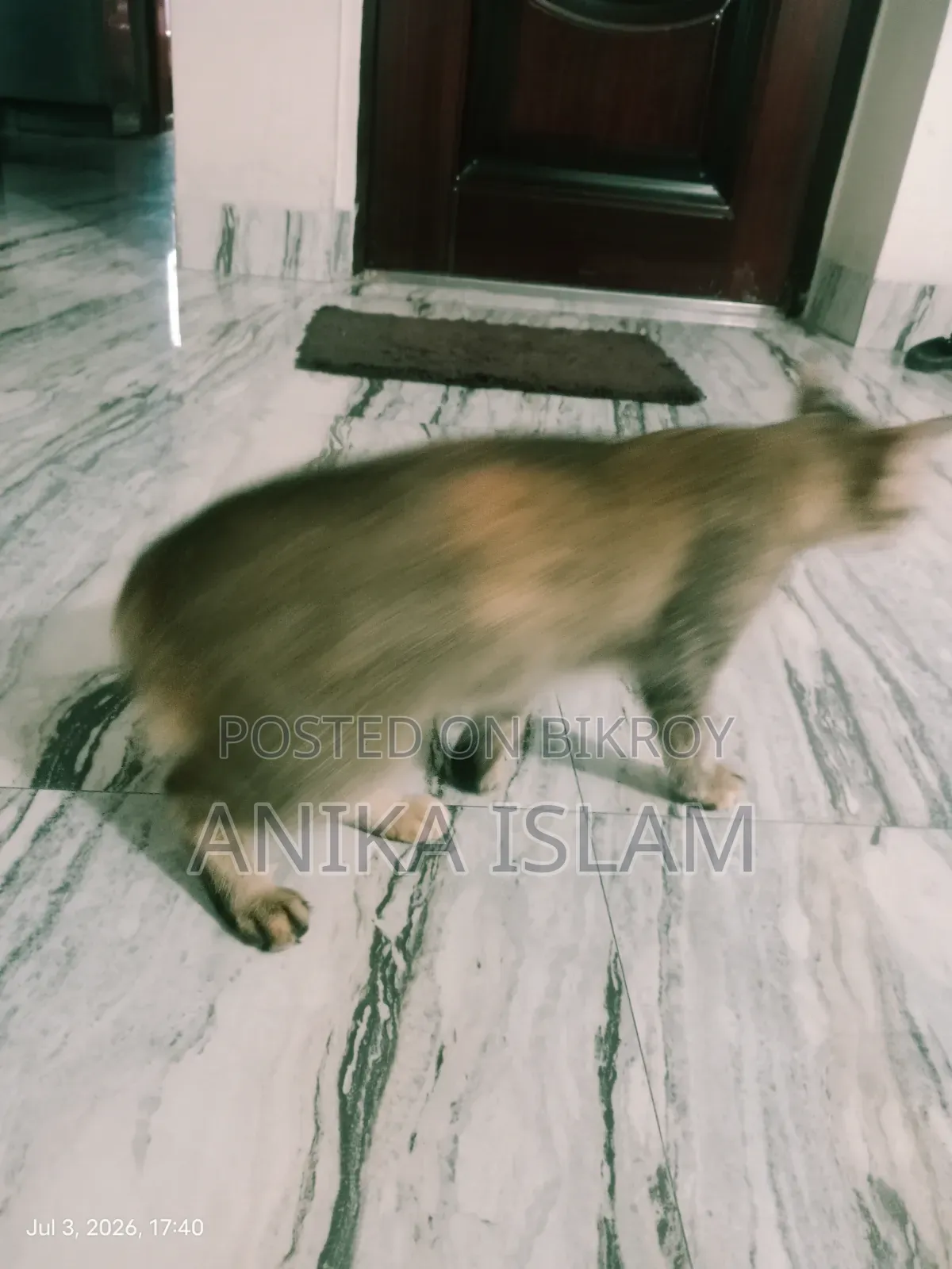 1+ Year Female Mixed Breed Bengal