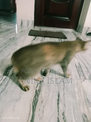 1+ Year Female Mixed Breed Bengal