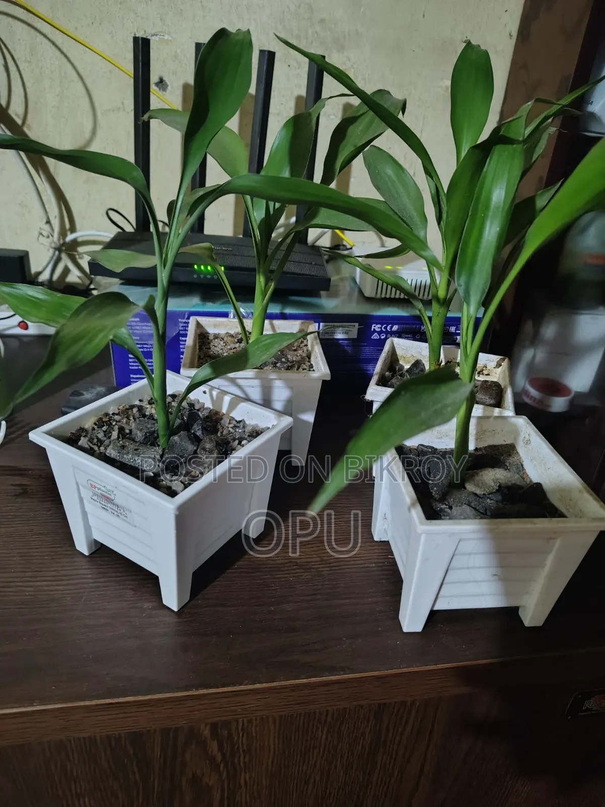 Some indoor plants for sale!