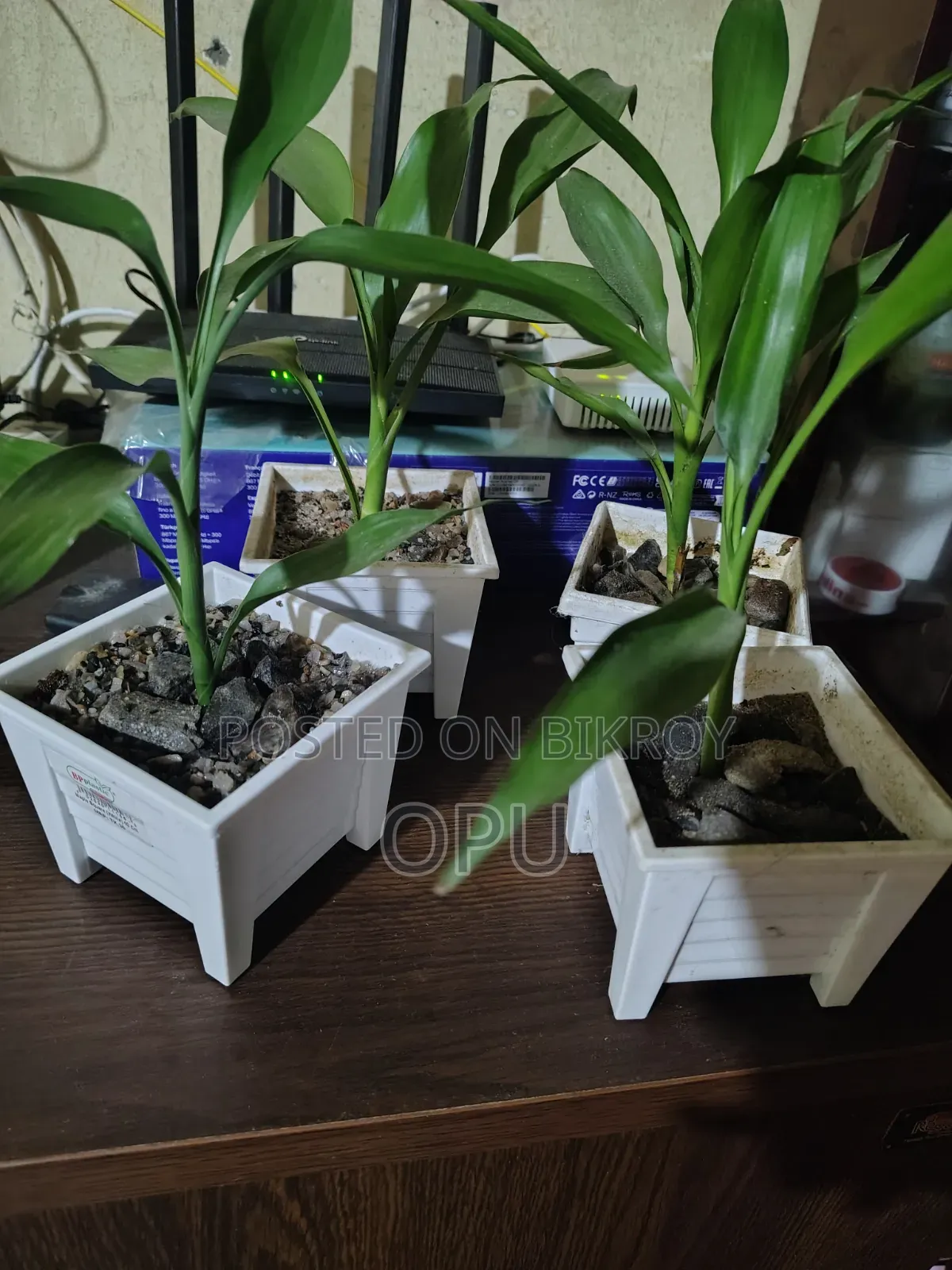 Some indoor plants for sale!