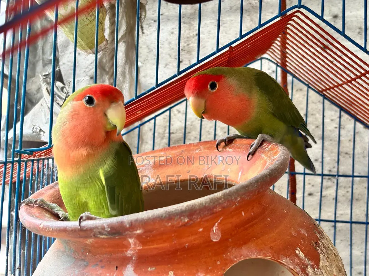 Love Bird Green Red Face