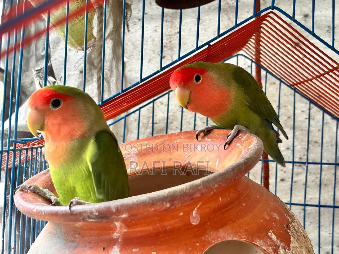 Love Bird Green Red Face