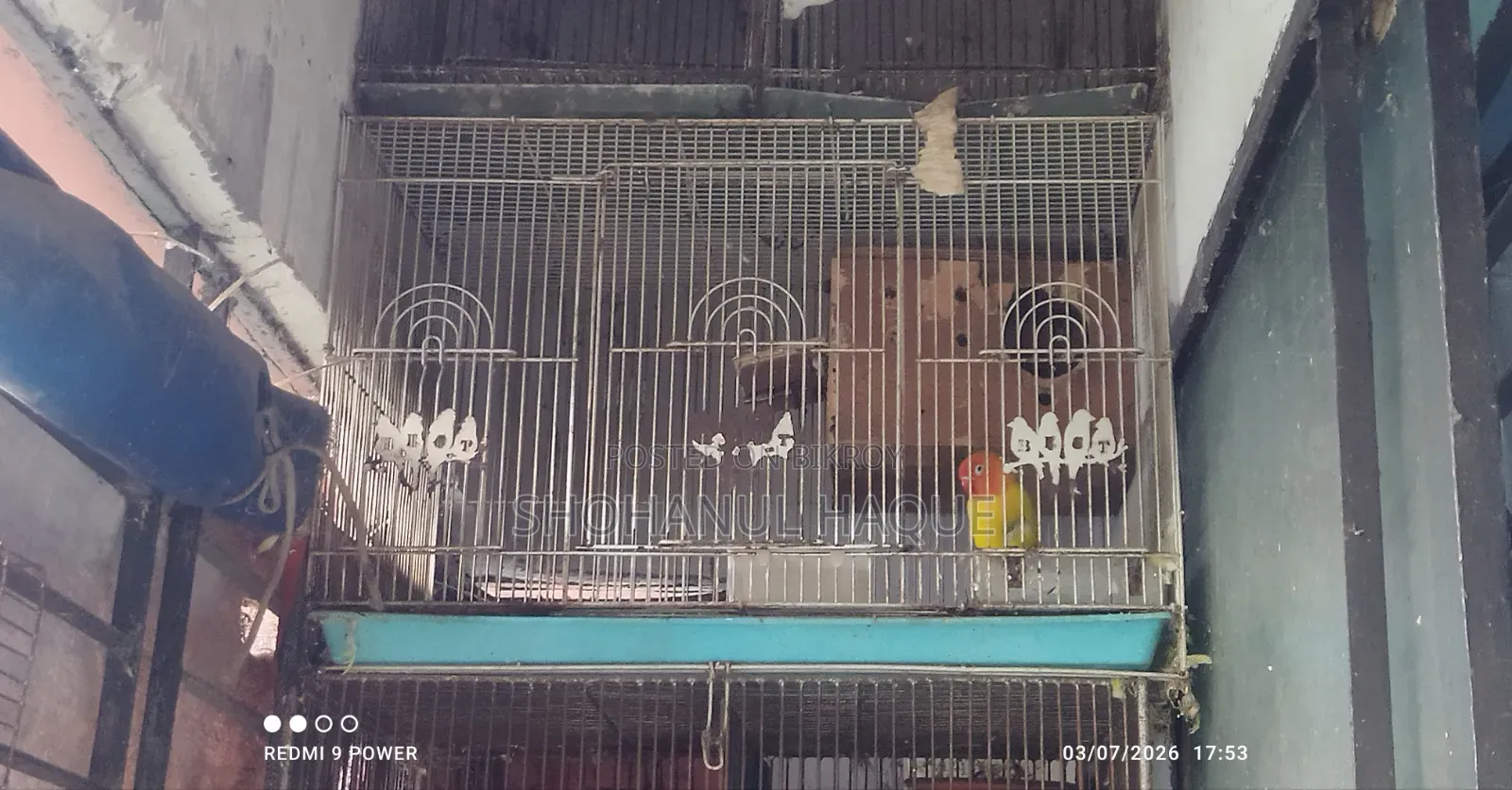 Yellow Fisher Love Bird With China Big Cage