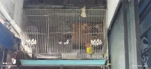 Yellow Fisher Love Bird With China Big Cage