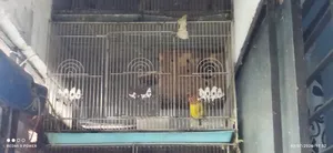 Yellow Fisher Love Bird With China Big Cage
