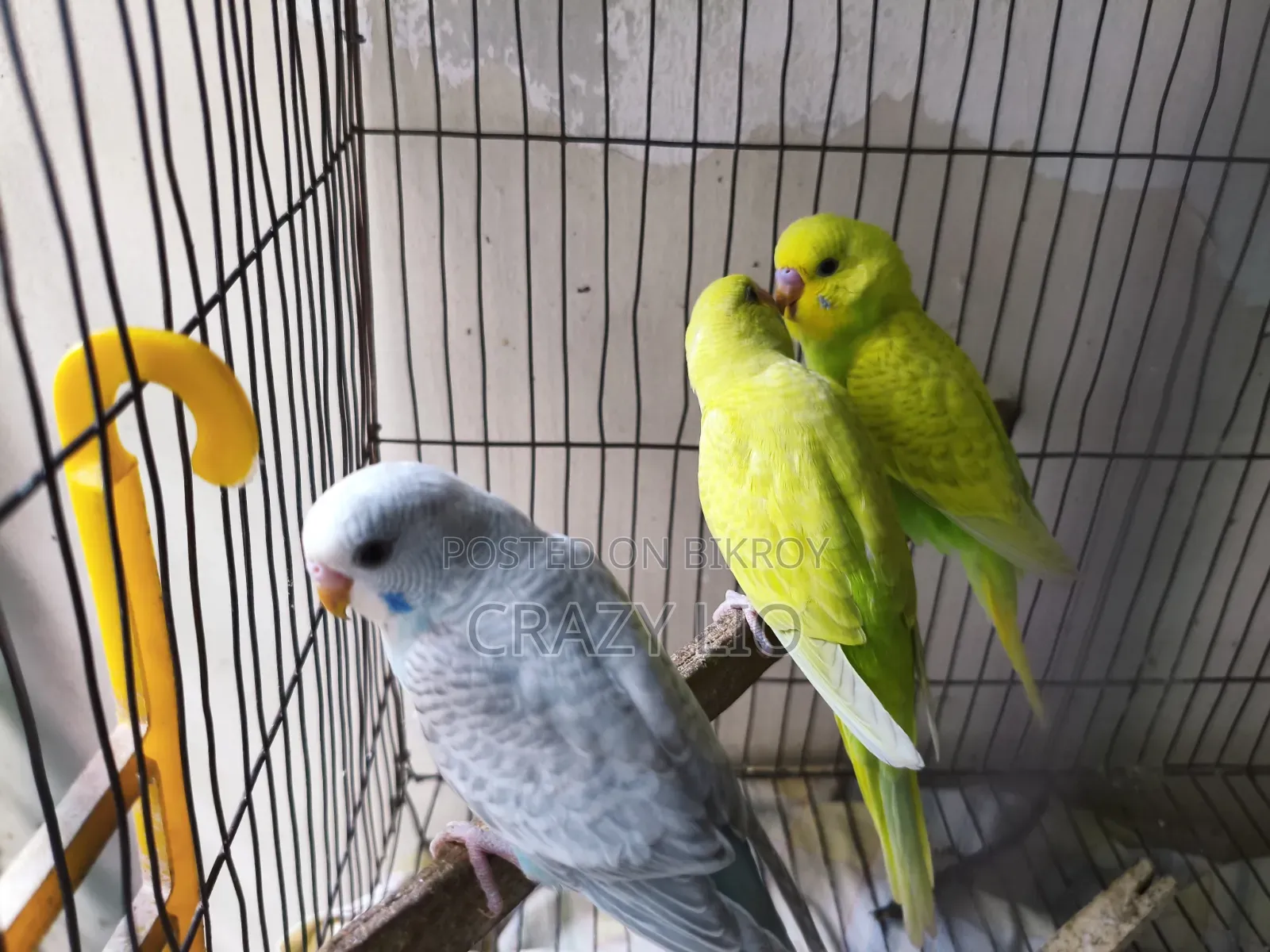 বাজিগর পাখি