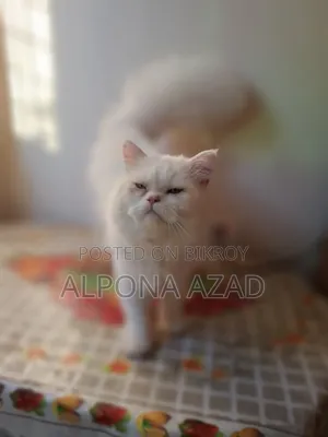 3-6 months Male Mixed Breed Persian