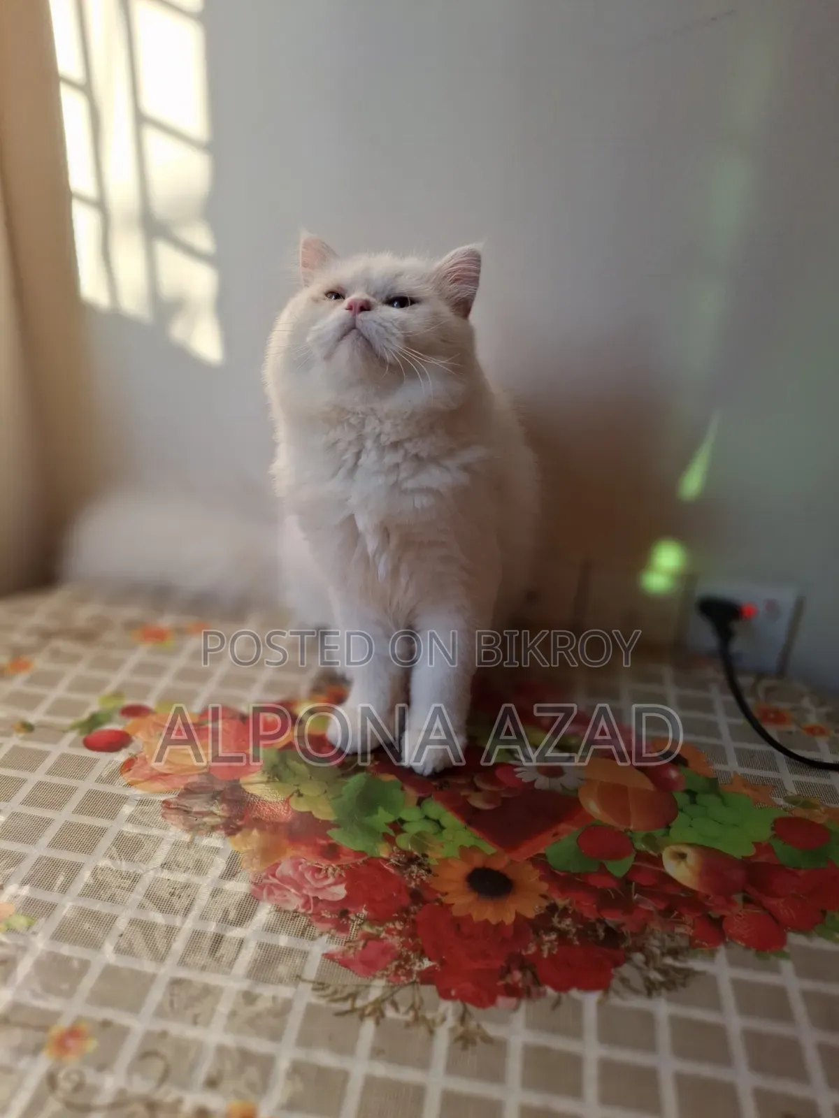 3-6 months Male Mixed Breed Persian