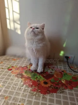 3-6 months Male Mixed Breed Persian
