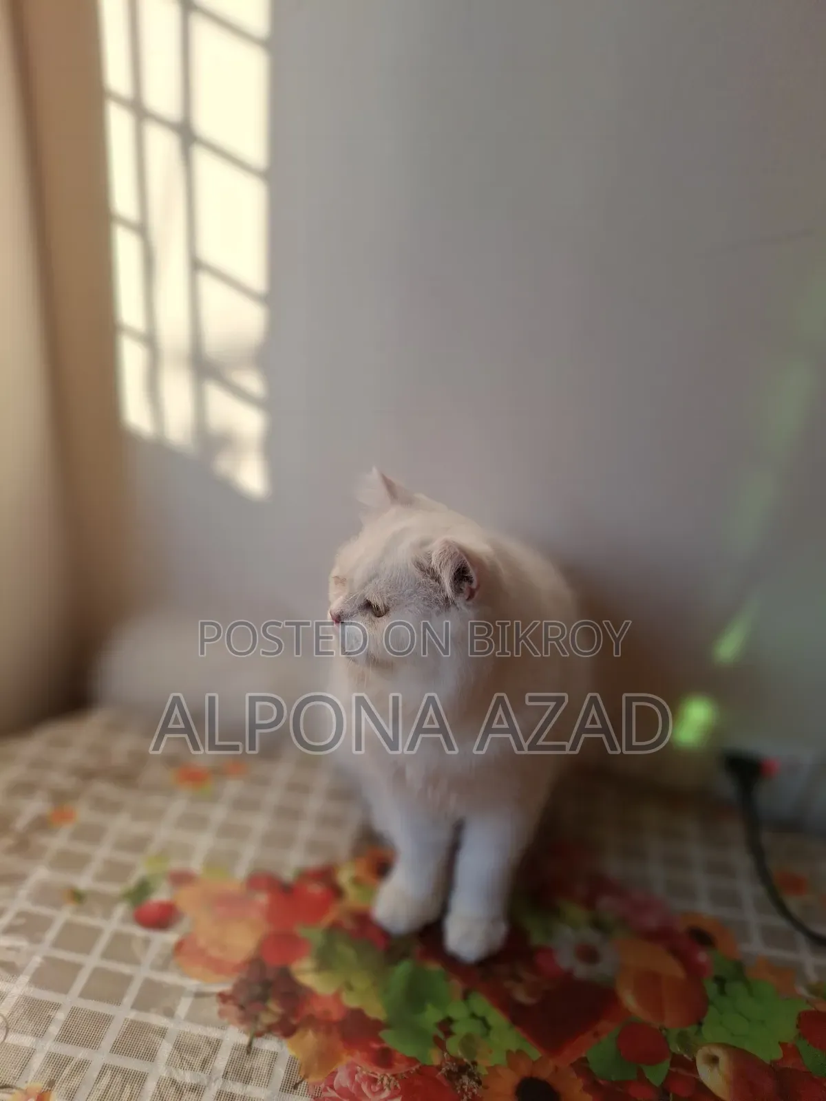 3-6 months Male Mixed Breed Persian
