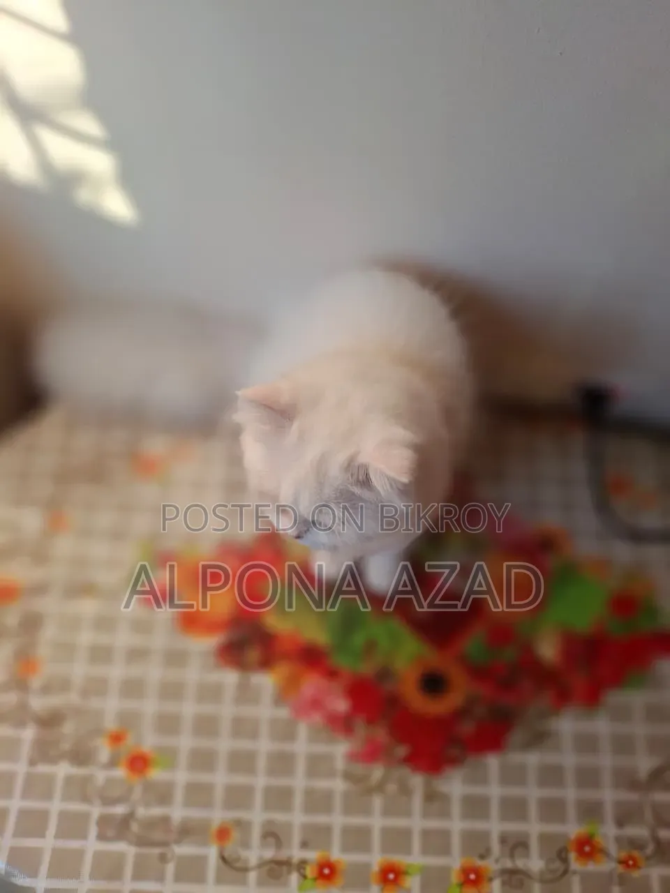 3-6 months Male Mixed Breed Persian