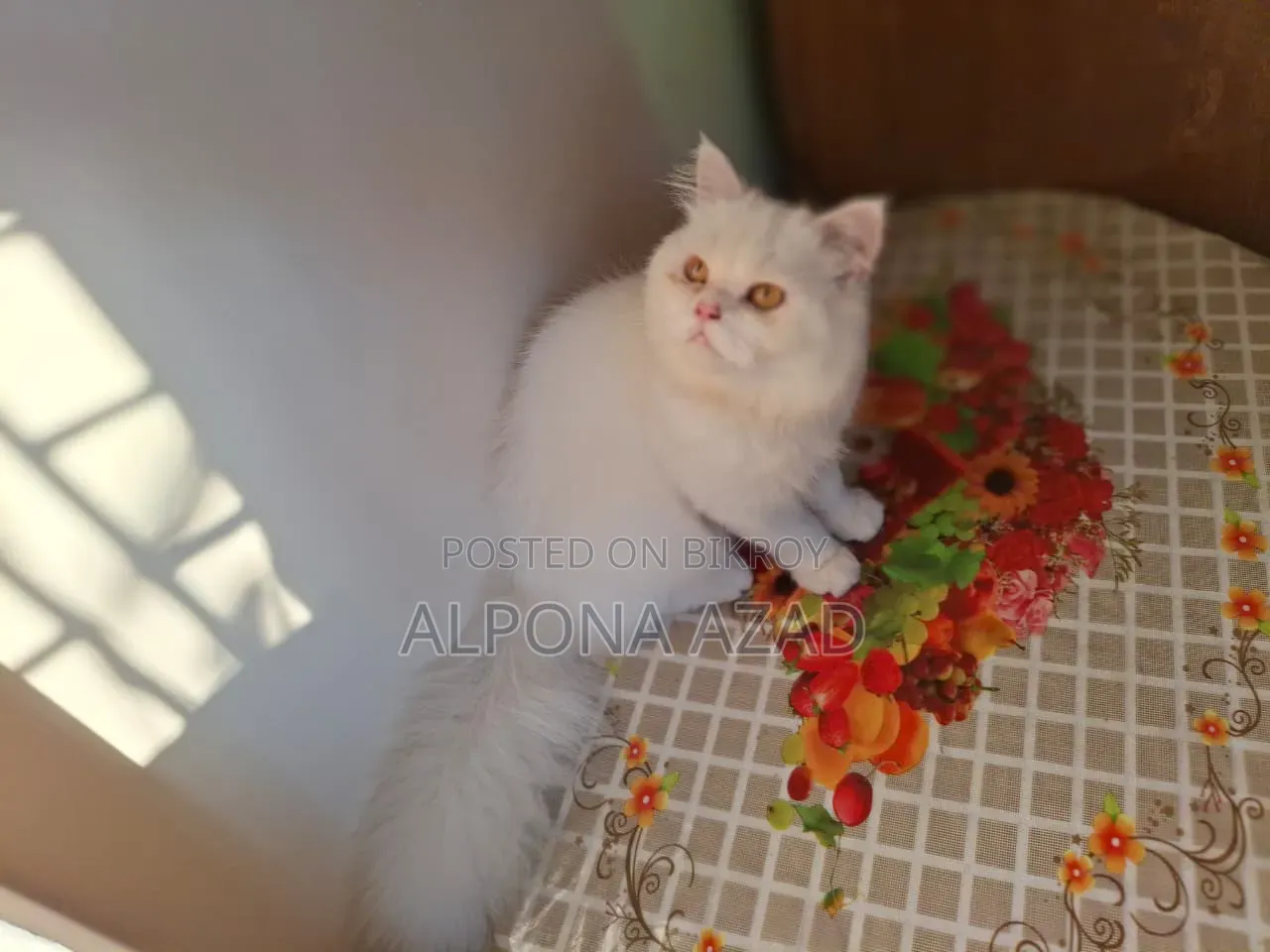3-6 months Male Mixed Breed Persian
