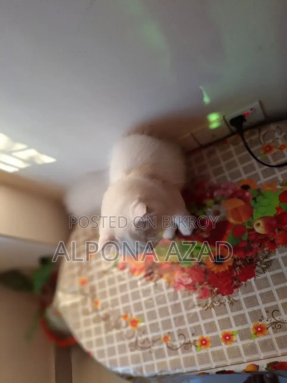3-6 months Male Mixed Breed Persian