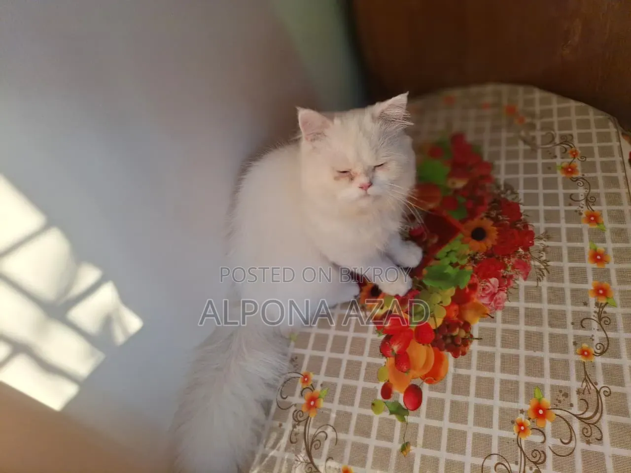 3-6 months Male Mixed Breed Persian