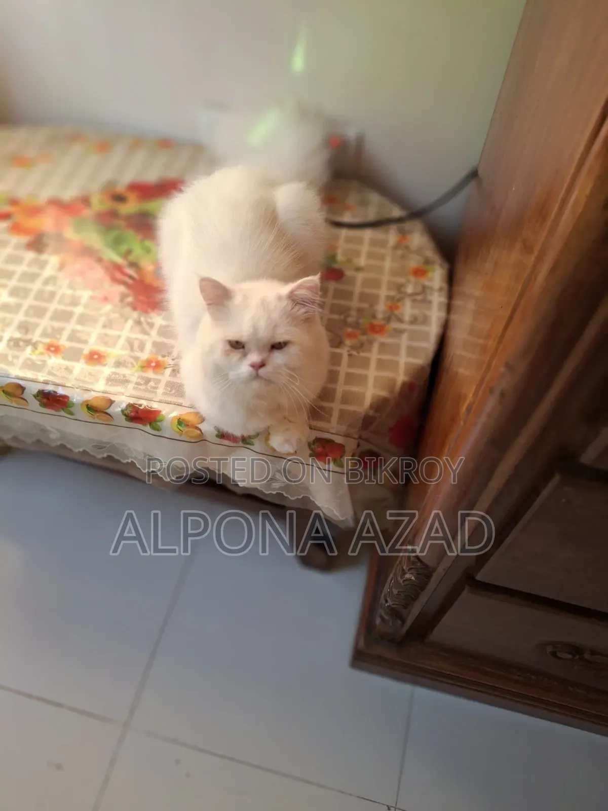 3-6 months Male Mixed Breed Persian