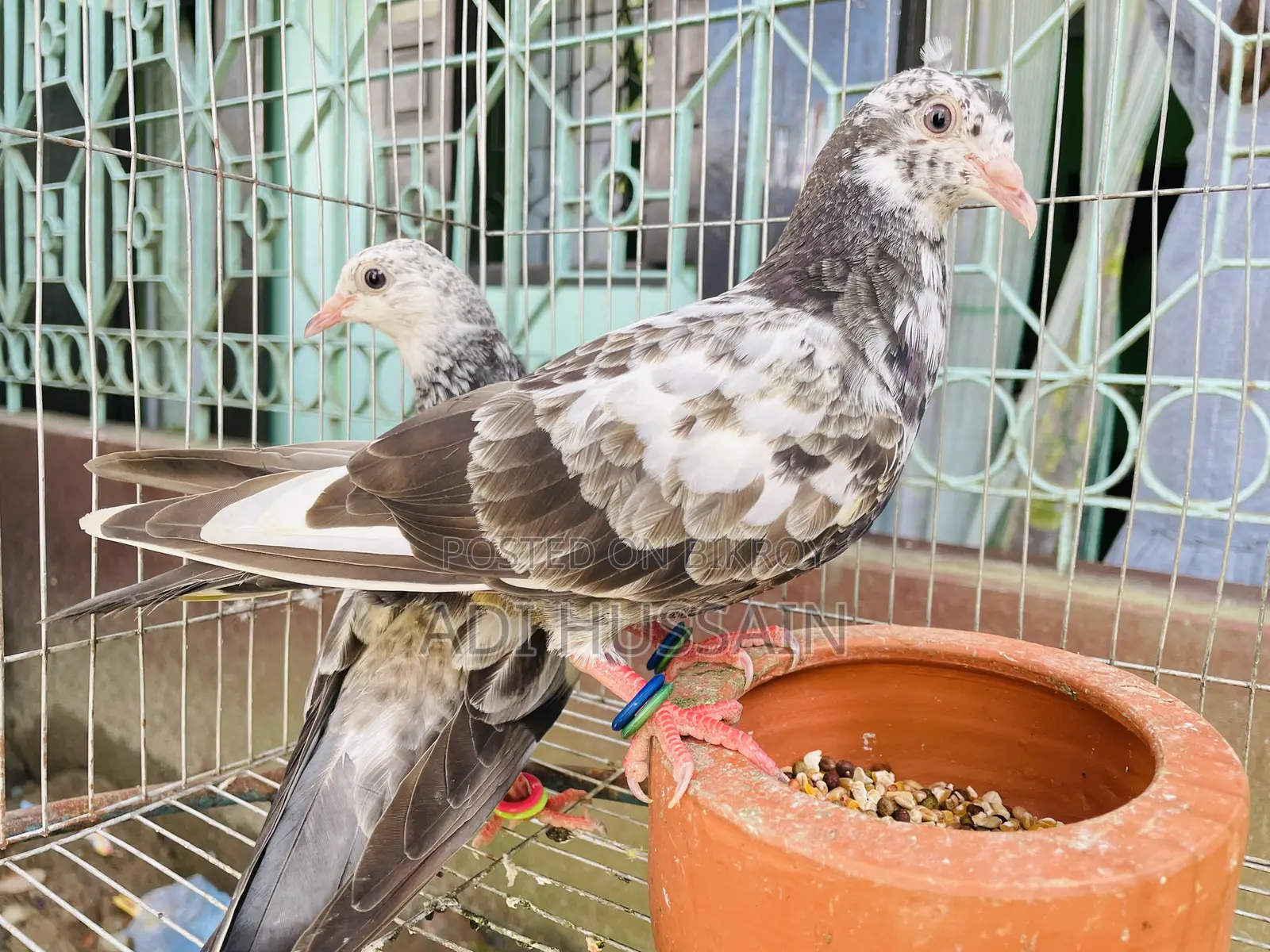 Kaldom and Shobgy Geribaj