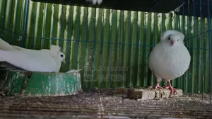 4 Pair Pigeon