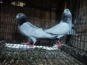 মাক্রা গিরিবাজ