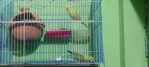 টাকা দরকার তাই বিক্রি করবো ফুল সেটআপ দেওয়া হবে