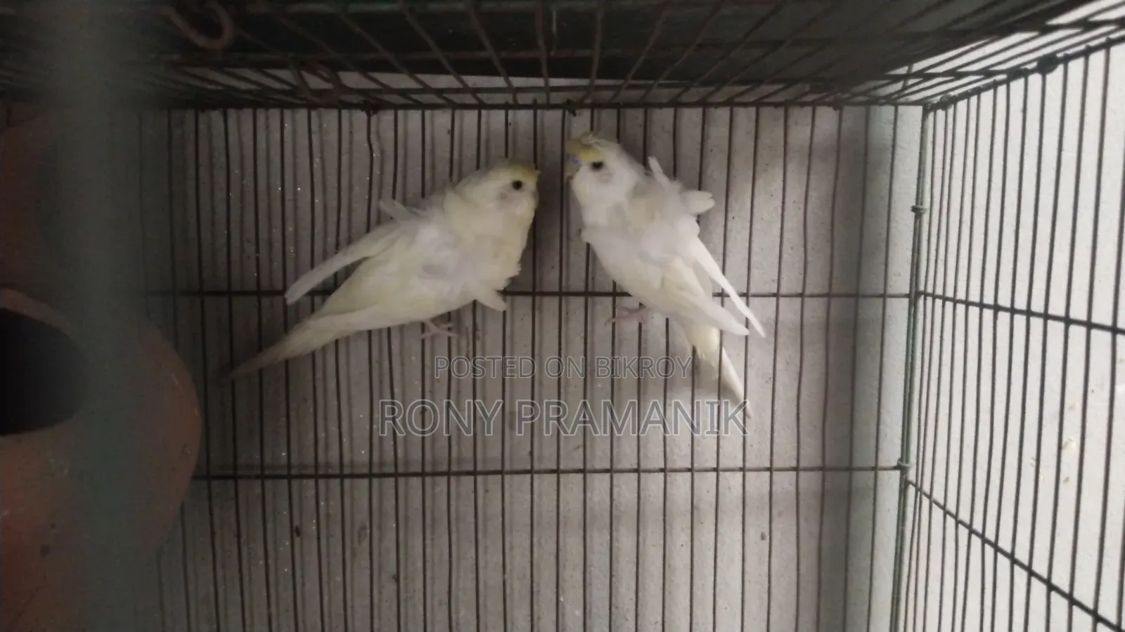 জেপি বাজরিগার
