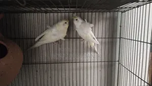 জেপি বাজরিগার