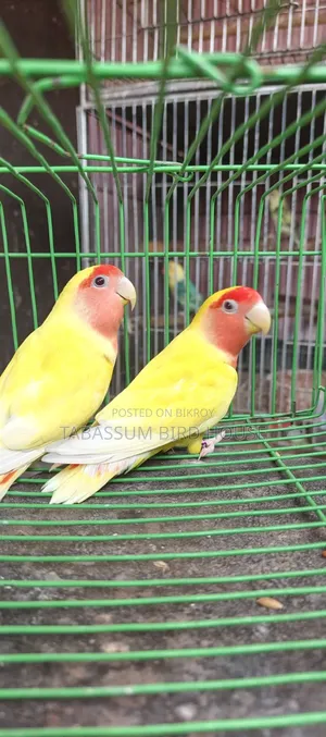 লাভ বার্ড,