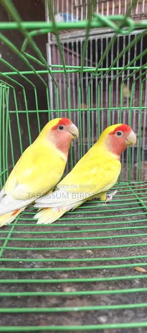 লাভ বার্ড,