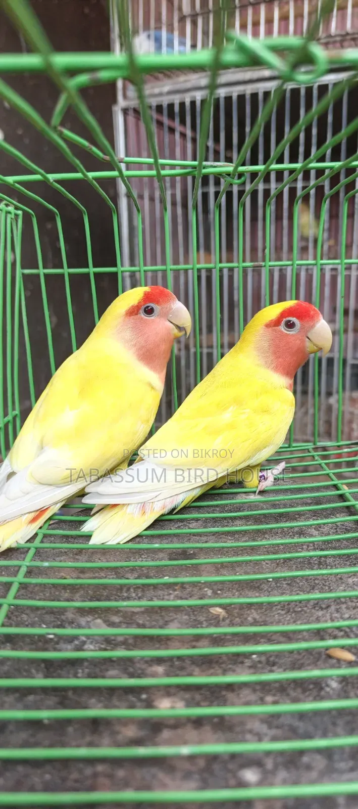 লাভ বার্ড,