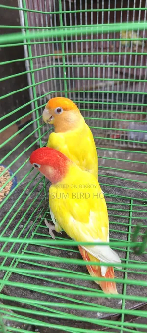 লাভ বার্ড পাখি