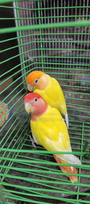 লাভ বার্ড পাখি