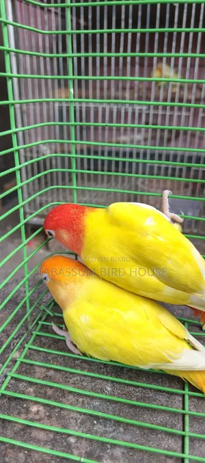 লাভ বার্ড পাখি