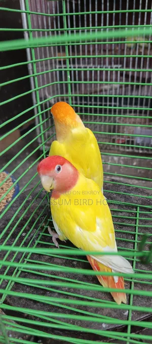 লাভ বার্ড পাখি