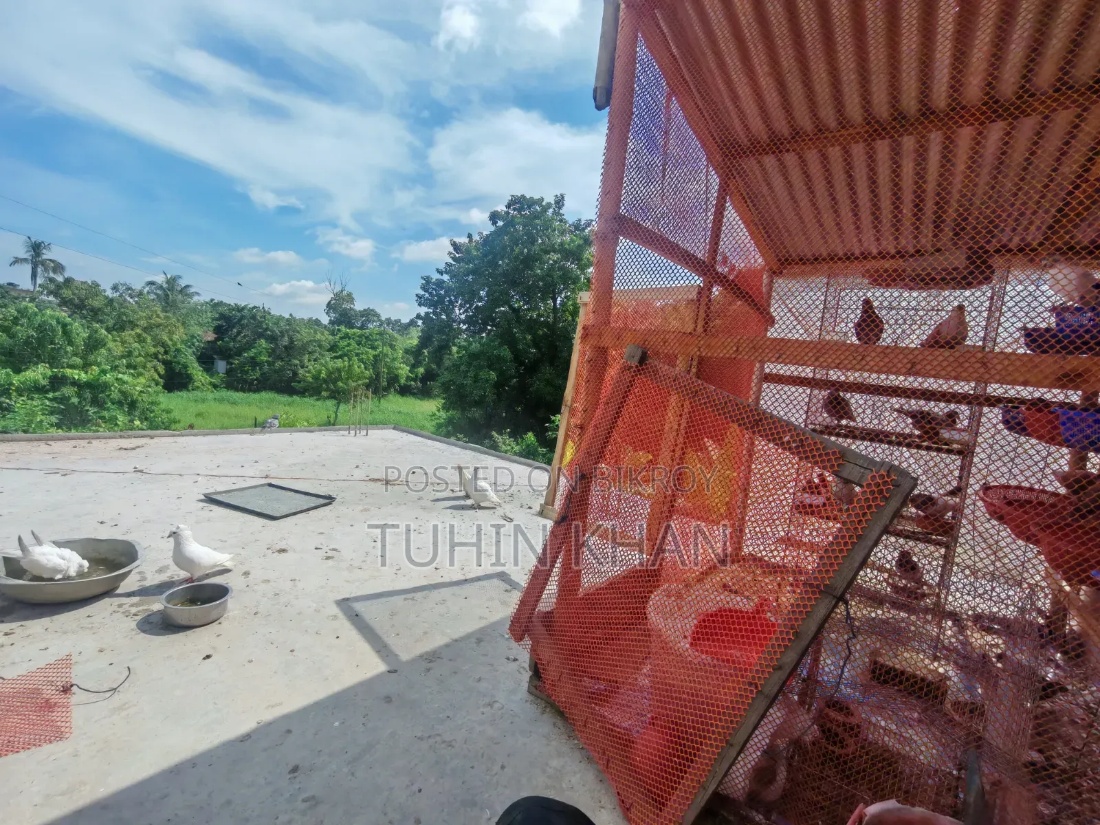 Many pigeons for sale