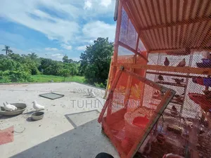 Many pigeons for sale