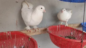 Many pigeons for sale