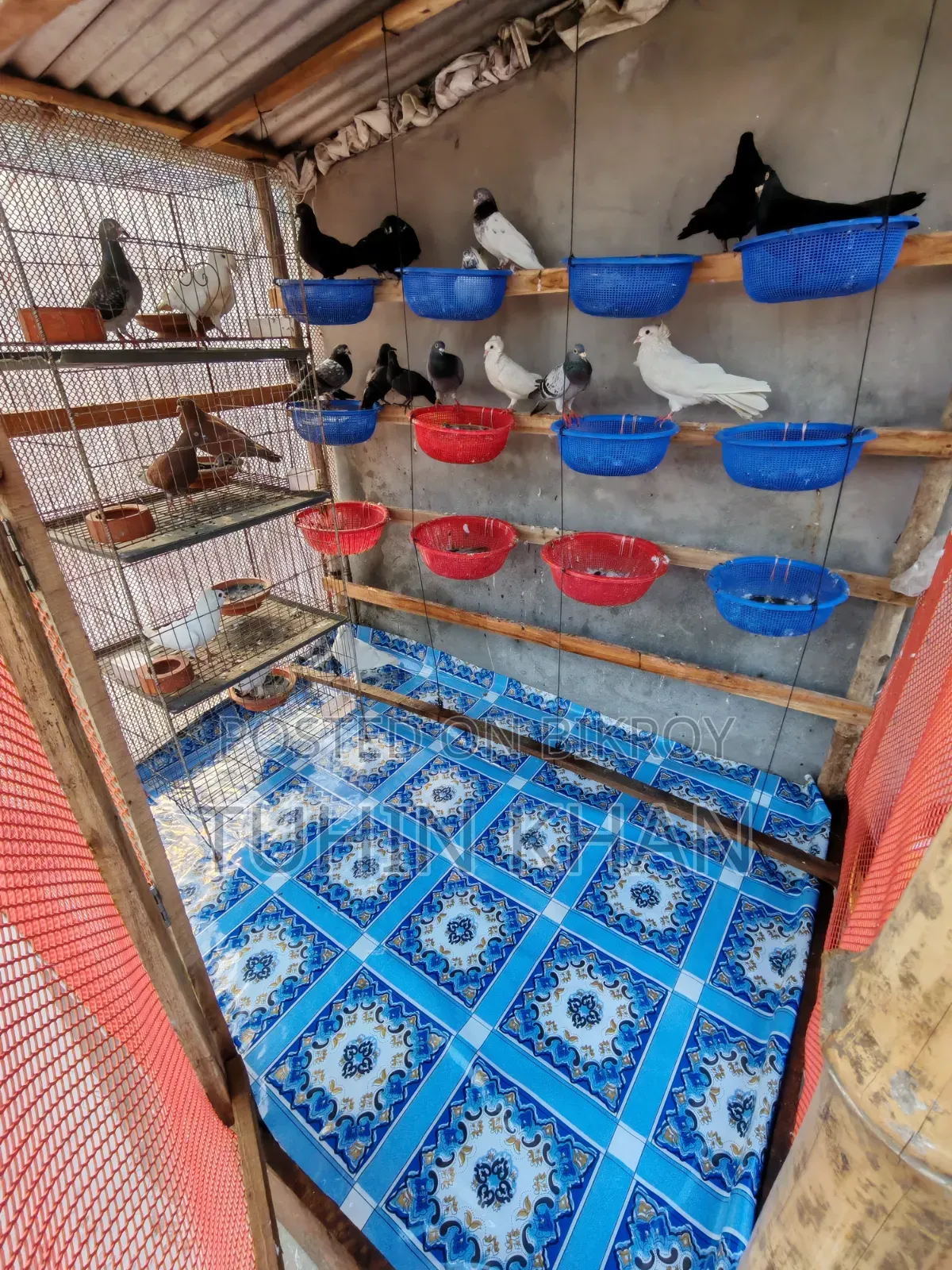 Many pigeons for sale