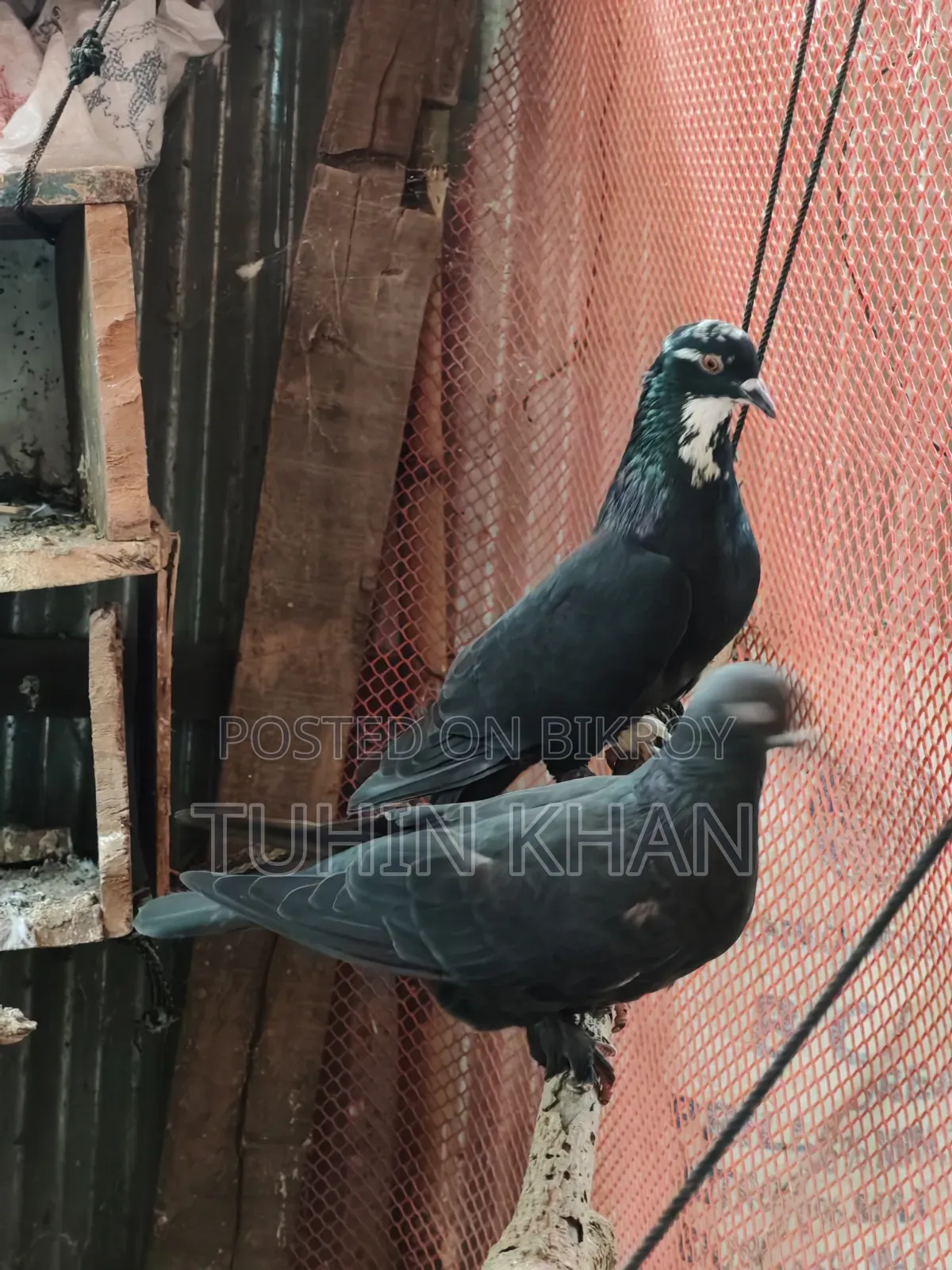 Many pigeons for sale