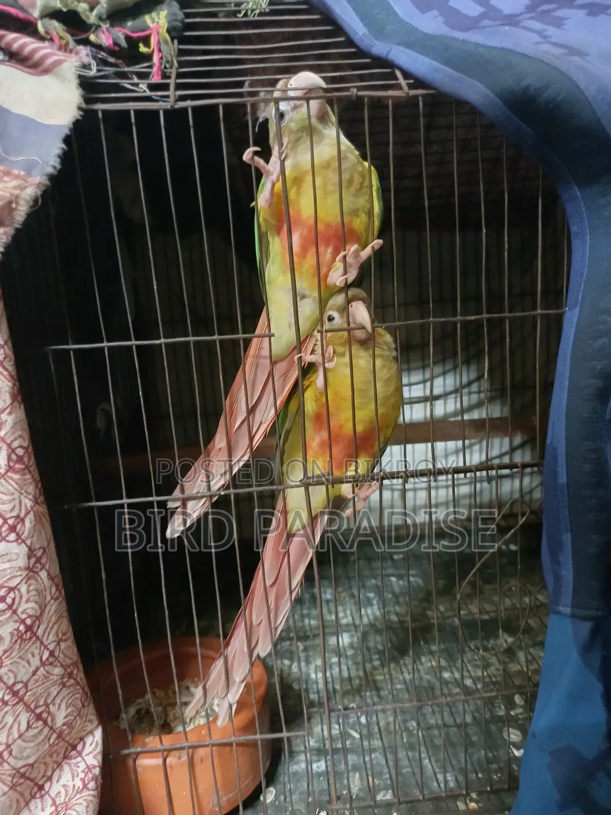 Super Tame Pineapple Pair